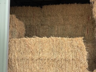 Barley Hay